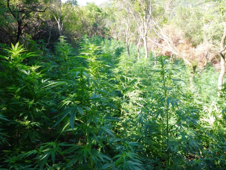 Φυτεία με 1030 δενδρύλλια κάνναβης και μία σύλληψη στο Δ. Πλατανιά