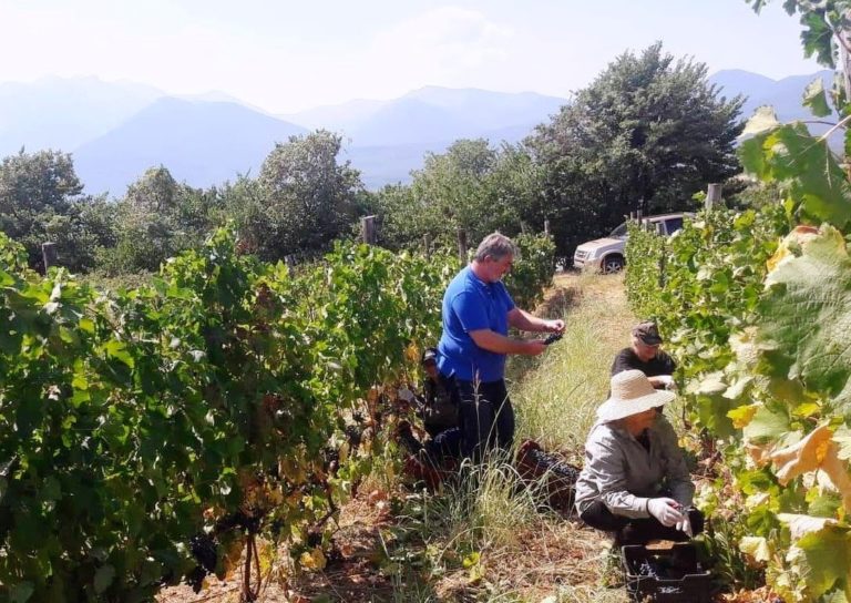 Ξεκίνησε  ο τρύγος των οινοστάφυλων στην Πιερία