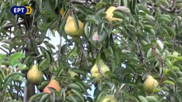 3η Γιορτή Αχλαδιού & άλλων Τοπικών Προϊόντων στο Βελεστίνο