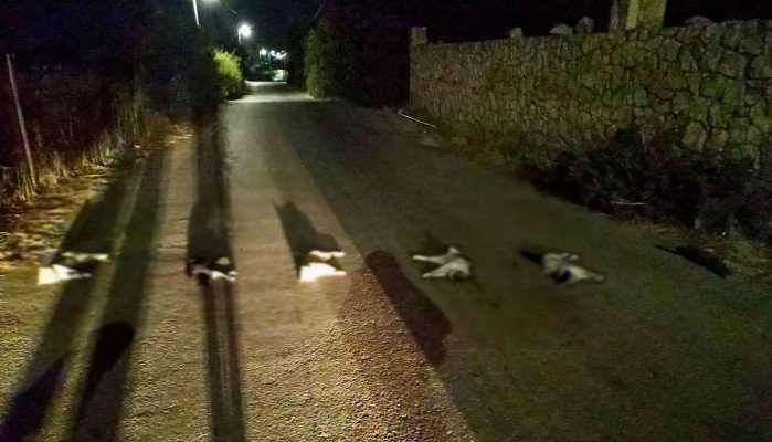 Χανιά: Απανθρωπο έγκλημα – Βασάνισαν και σκότωσαν γάτες