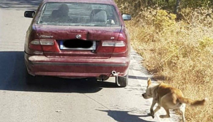 Ρέθυμνο: Συνελήφθη ο δράστης βασανισμού σκύλου