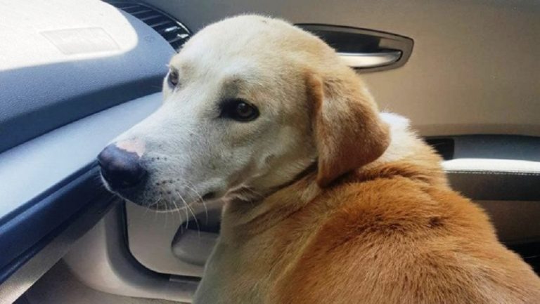 Ρόδος: Σκύλος έμεινε στο πλευρό του νεκρού αφεντικού του – Δεν άφηνε τους διασώστες να πλησιάσουν
