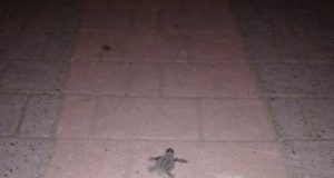 Νεκρά χελωνάκια στο Μάλεμε