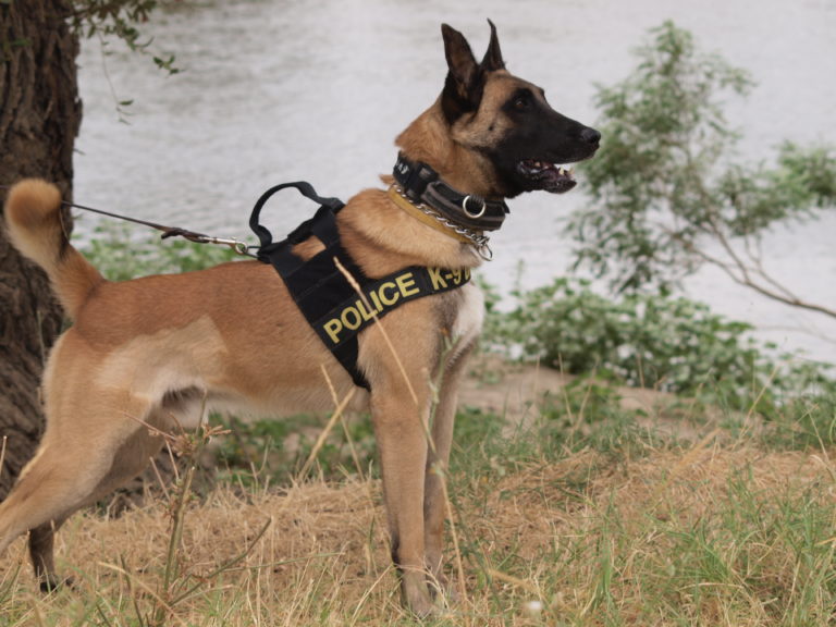 Αγρίνιο: Αστυνομικός σκύλος εντόπισε  ναρκωτικά