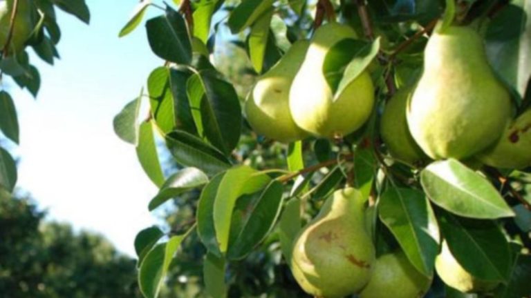 Επιστολή του δημάρχου Ρήγα Φεραίου στον υπουργό Αγροτικής Ανάπτυξης για στήριξη των αχλαδοπαραγωγών