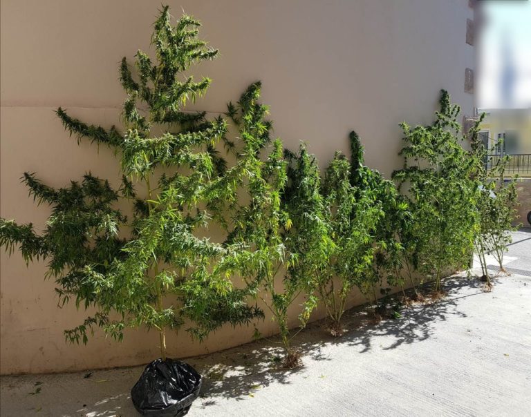 Με 12 δενδρύλλια κάνναβης 43χρονος στο Μόλυβο
