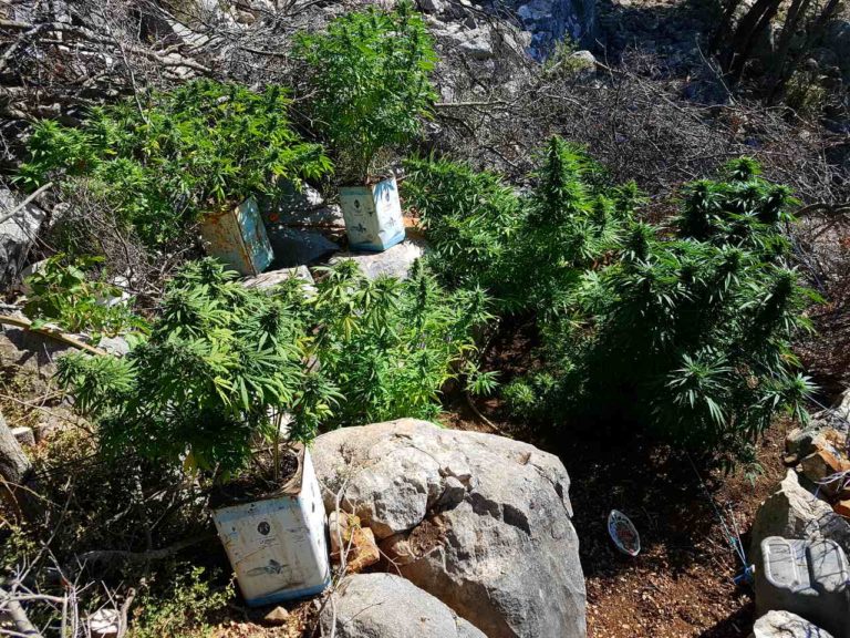 Σύλληψη 53χρονου για καλλιέργεια 14 δενδρυλλίων κάνναβης