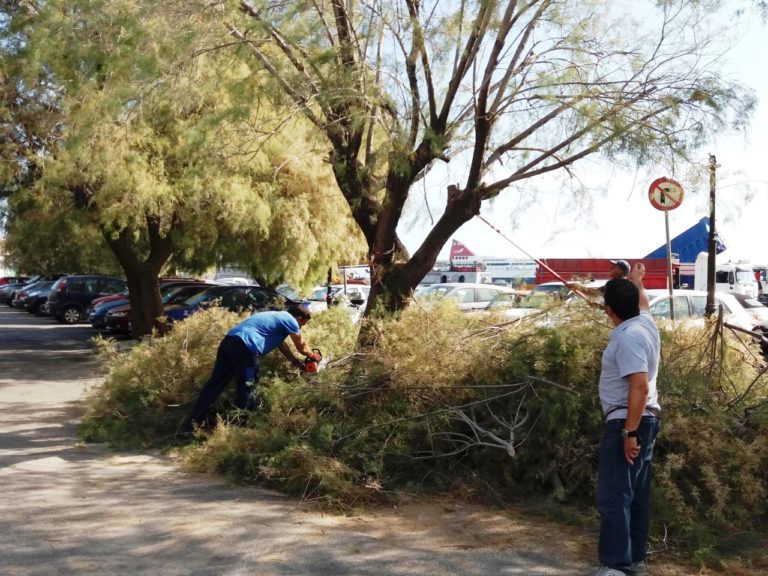 Εργασίες κλαδέματος και καλλωπισμού στη Μυτιλήνη