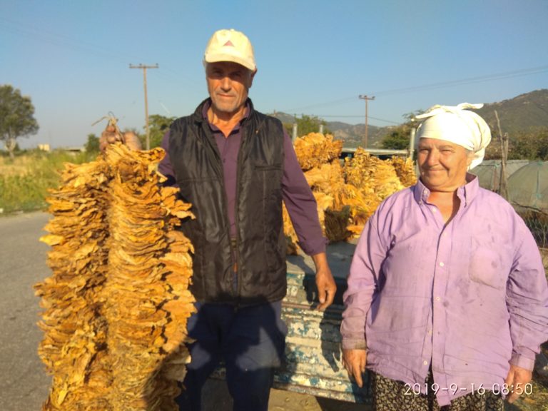 Κομοτηνή:  «Πικρός»  ο Σεπτέμβριος για τους καπνοκαλλιεργητές της Ροδόπης