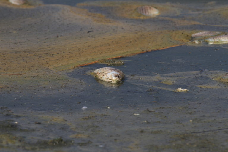 Χιλιάδες νεκρά ψάρια στη λίμνη Κορώνειας