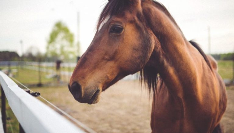 Γρεβενά: Σκότωσαν και δεύτερο άλογο
