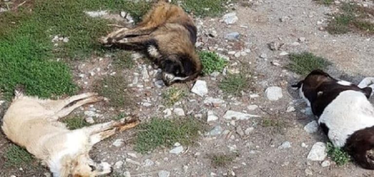 Αμύνταιο: Μαζική θανάτωση σκύλων φύλαξης κτηνοτροφικών μονάδων