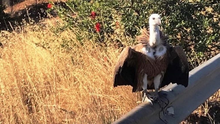 Κατέβηκε στην εθνική ο γυπαετός