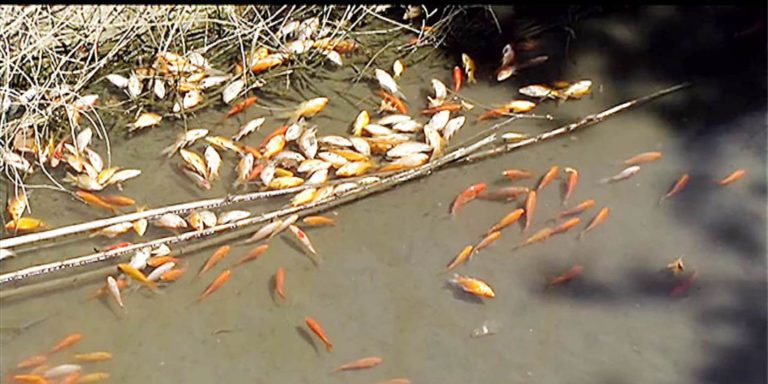 Οι αναλύσεις  για τα  νεκρά ψάρια  στο φράγμα Αποσελέμη