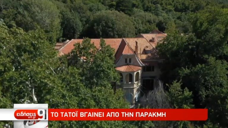 Το Τατόι βγαίνει από την παρακμή (video)