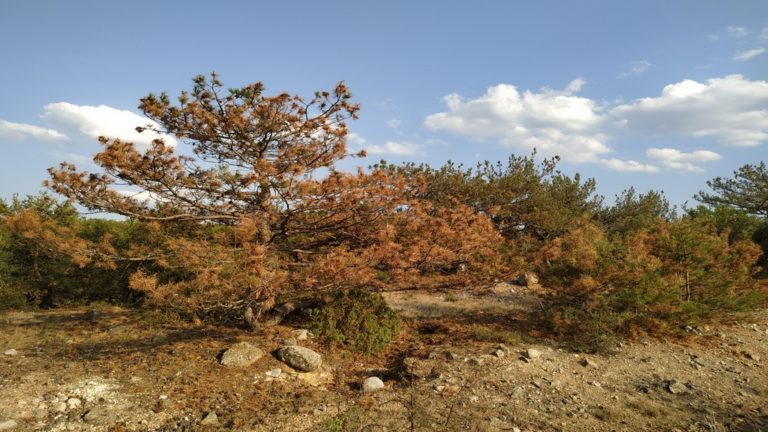 Προσπάθεια ανακήρυξης της  Μαύρης Πεύκης ως  Προστατευόμενος Φυσικός Σχηματισμός-Δειγματοληψίες για την ξήρανση;