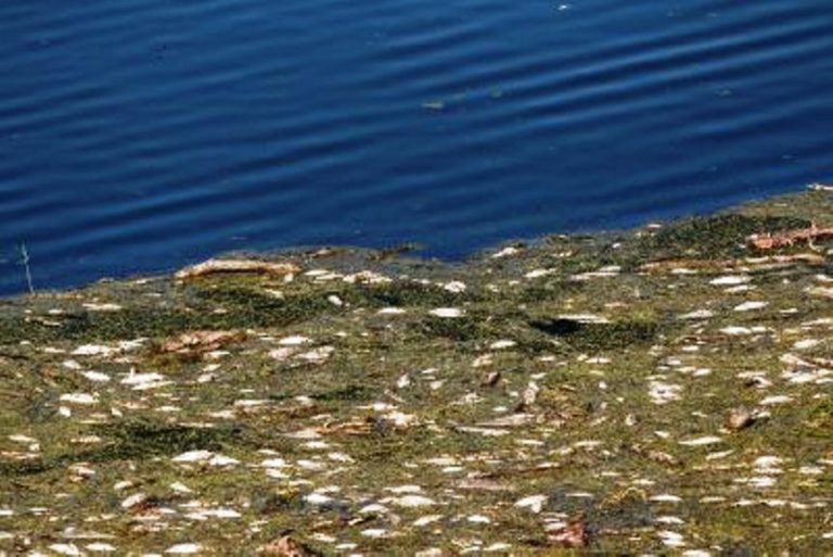 Προβληματισμός από τα χιλιάδες νεκρά ψάρια στον Πηνειό ποταμό