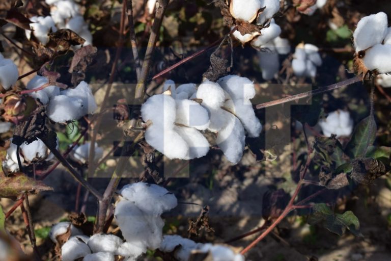 Συστάσεις για μετασυλλεκτικές επεμβάσεις στα βαμβακοχώραφα