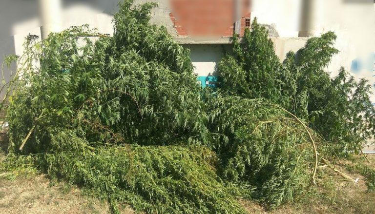 Καβάλα: Σύλληψη για καλλιέργεια και διακίνηση ναρκωτικών