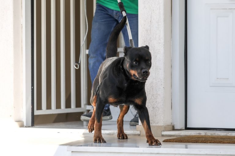 Στην εντατική ο 6χρονος που δέχθηκε επίθεση από ροτβάιλερ