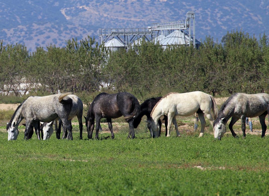 Γρεβενά: Άγνωστοι πυροβόλησαν, σκότωσαν και τεμάχισαν πέντε άλογα στη Σαμαρίνα