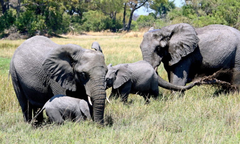 Ζιμπάμπουε: Περισσότεροι από 50 ελέφαντες πέθαναν μέσα σ’ένα μήνα λόγω ξηρασίας