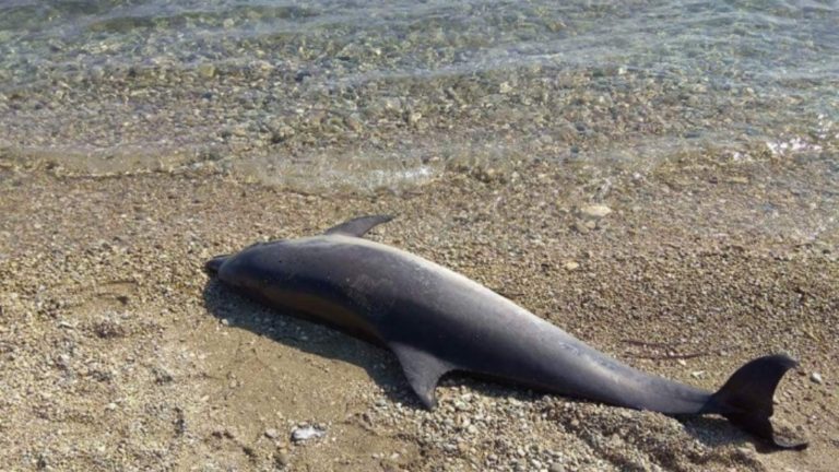 Νεκρό δελφίνι εντοπίστηκε στην Λειχούρα Πτελεού