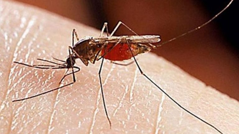 Πρόγραμμα καταπολέμηση κουνουπιών στη Μαγνησία