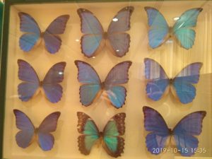 Κομοτηνή: 100.000 έντομα διαφόρων τάξεων στο πληρέστερο μουσείο των Βαλκανίων