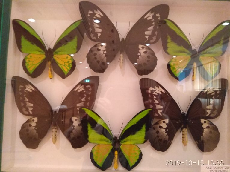 Κομοτηνή: 100.000 έντομα διαφόρων τάξεων στο πληρέστερο μουσείο των Βαλκανίων