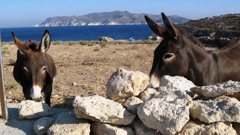 Φροντίζουν τα γαϊδουράκια