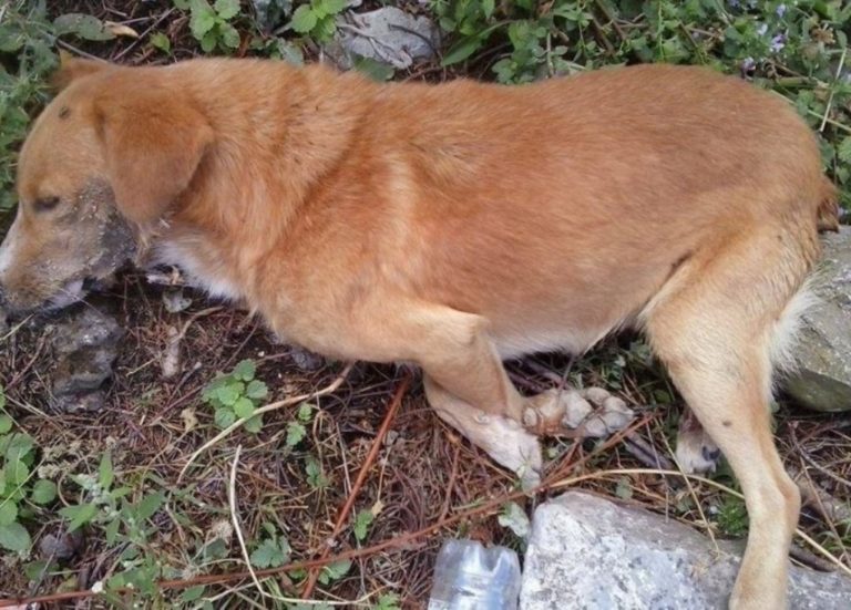 Εορδαία: Δηλητηρίασαν Σκύλο στην Ερμακιά – Αναζητείται άλλος ένας