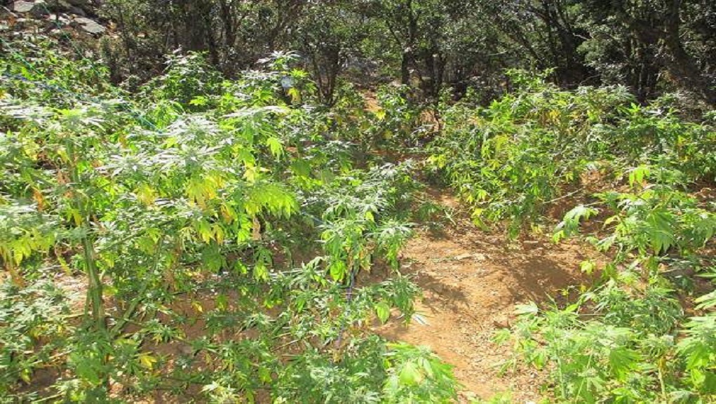 Φυτεία με 104 δενδρύλλια στη Φοινικιά Ηρακλείου