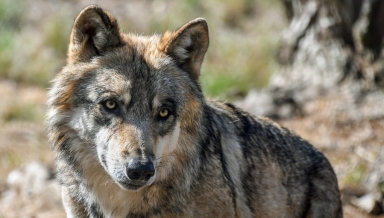 Κοζάνη: Εμφάνιση λύκων σε κατοικημένη περιοχή