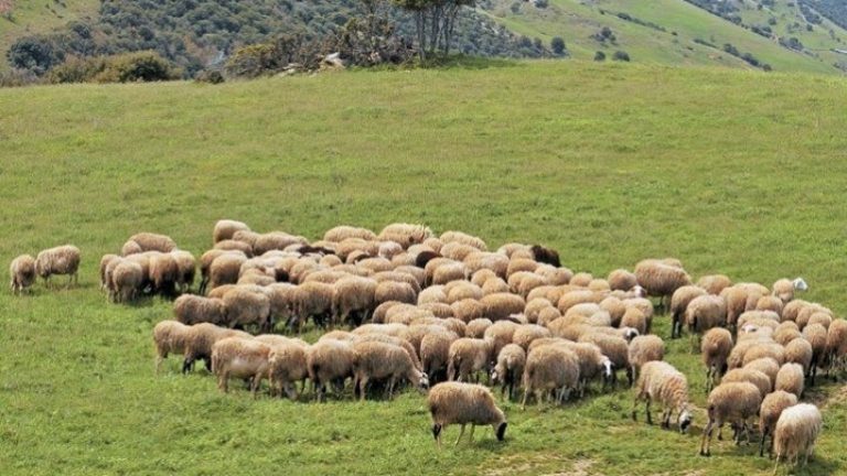 Ξεκινάει η περίοδος απογραφής ζωικού κεφαλαίου από την 1η του Νοέμβρη