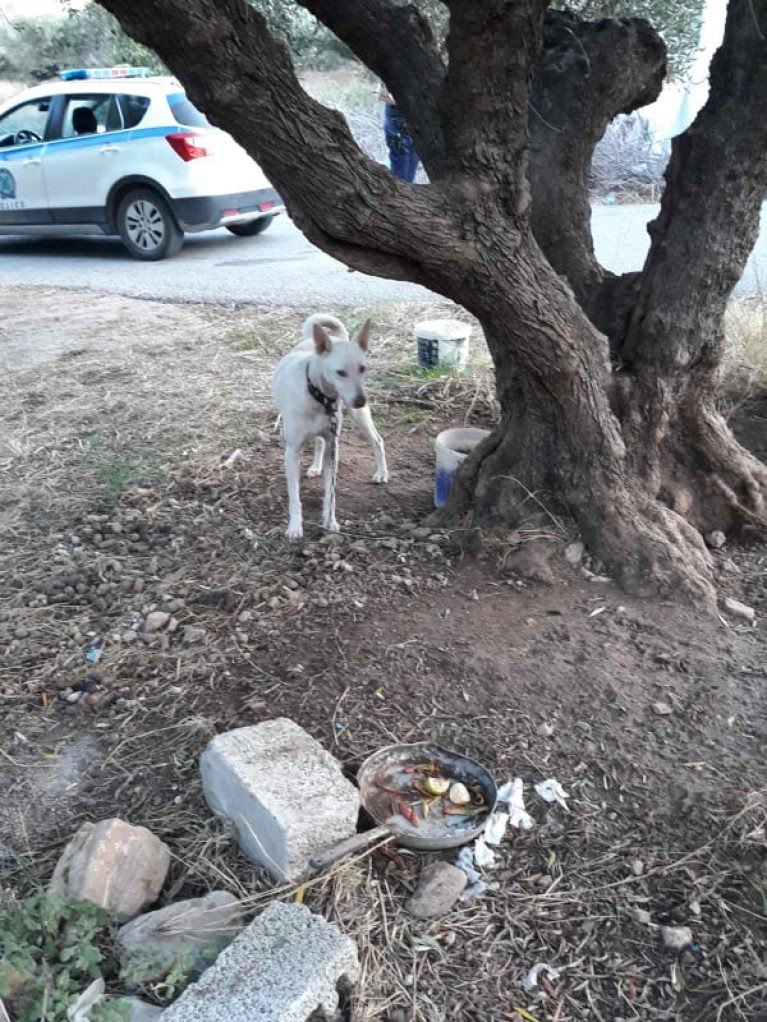 Στο αυτόφωρο για παθητική κακοποίηση σκύλου στο Νιο Χωριό (φωτο)
