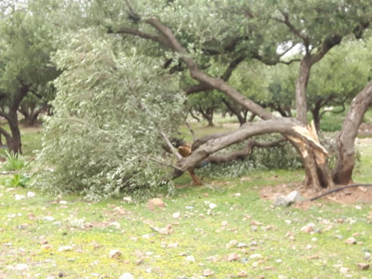 Υποβολή δηλώσεων για ζημιές σε καλλιέργειες από την ανεμοθύελλα της 4ης Οκτωβρίου