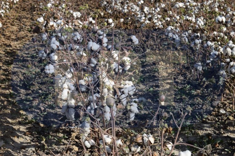 Συστάσεις προς βαμβακοπαραγωγούς από τη Δ. Α. Ο. Κ. Έβρου