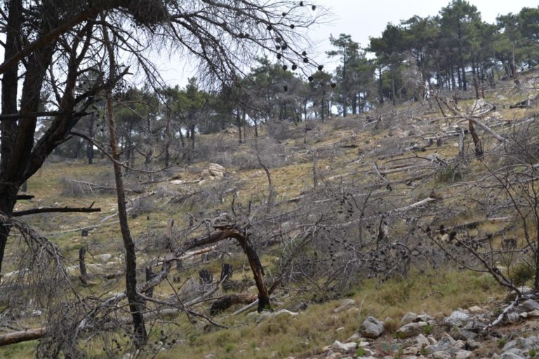 Αίτηση για Λήψη Ξυλείας στο Δήμο Χίου