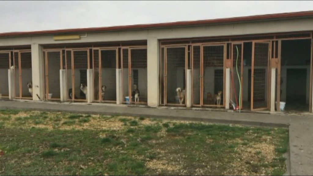 Πτολεμαίδα: Νομιμοποιείται το Δημοτικό Κυνοκομείο- Δεν υπάρχουν κονδύλια για τις στειρώσεις αδέσποτων σκύλων