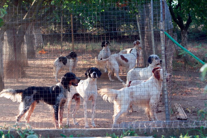 Κοζάνη: Πρόταση για δημιουργία Καταφυγίου Αδέσποτων Ζώων