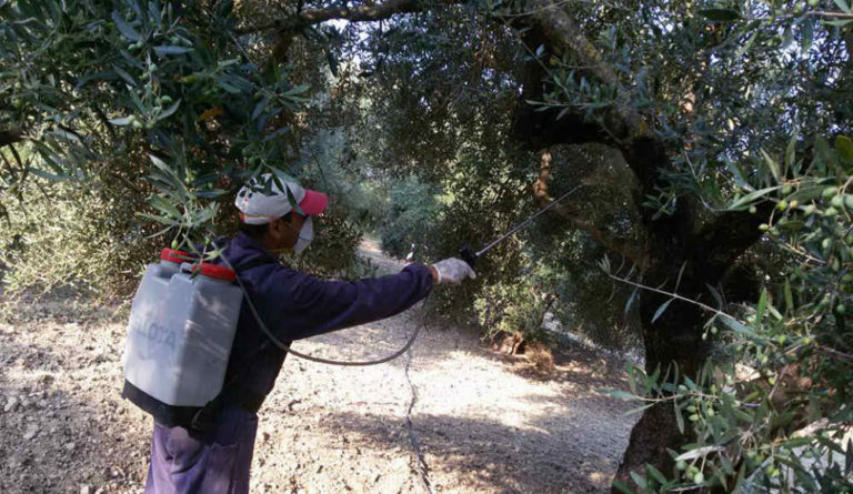 Χανιά: Ολοκληρώθηκαν οι δολωματικοί ψεκασμοί. Πού δεν επιτρέπεται ακόμα η συγκομιδή