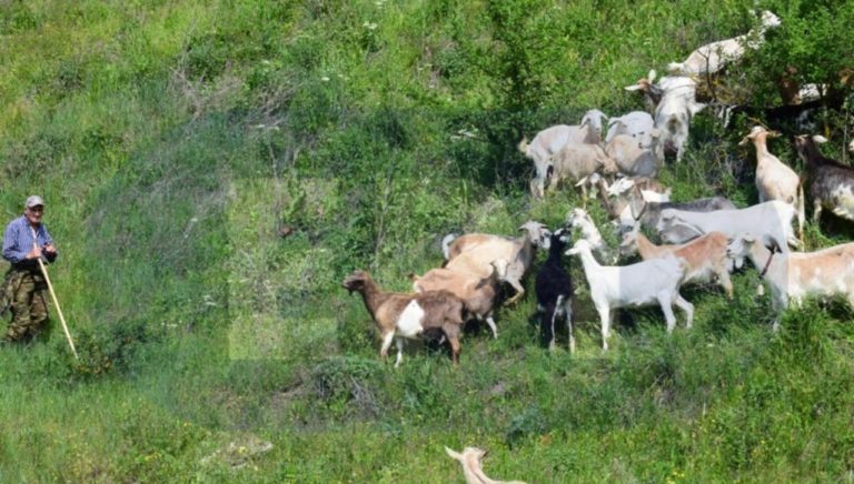 Αλεξανδρούπολη :Κτηνοτρόφοι ΑΜΘ «έκλεισε το ραντεβού με Βορίδη»