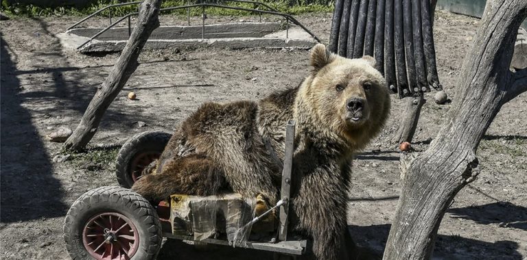 Ο Ούσκο η πρώτη αρκούδα σε αναπηρικό αμαξίδιο δεν βρίσκεται στη ζωή