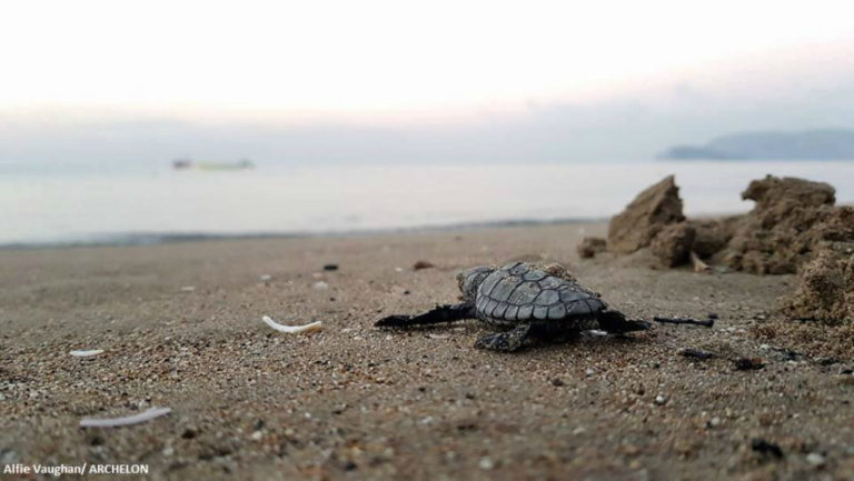 Ζάκυνθος: Διαφωνία για την ένταξη του Θαλασσίου Πάρκου στην Περιφέρεια