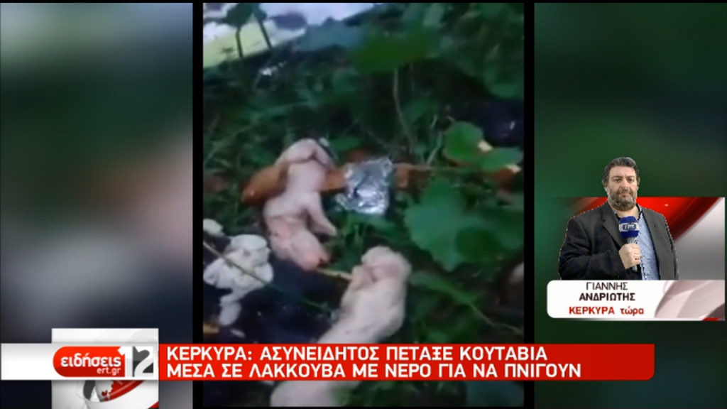 Κέρκυρα: Ασυνείδητος πέταξε κουτάβια μέσα σε λακκούβα με νερό για να πνιγούν (video)