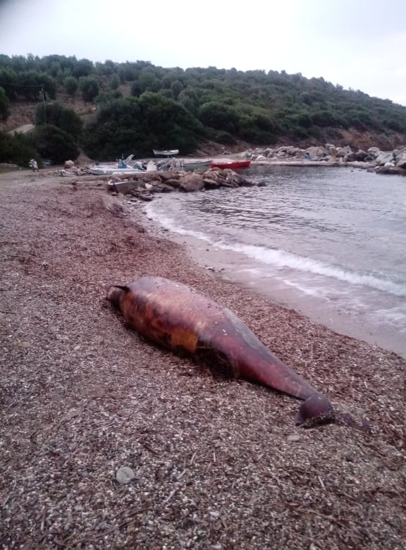 Νεκρό δελφίνι στο Λιγονάρι