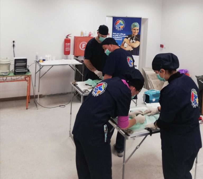 Στείρωση και εμβολιασμός στις αδέσποτες γάτες του Άη Στράτη από εθελοντές κτηνιάτρους