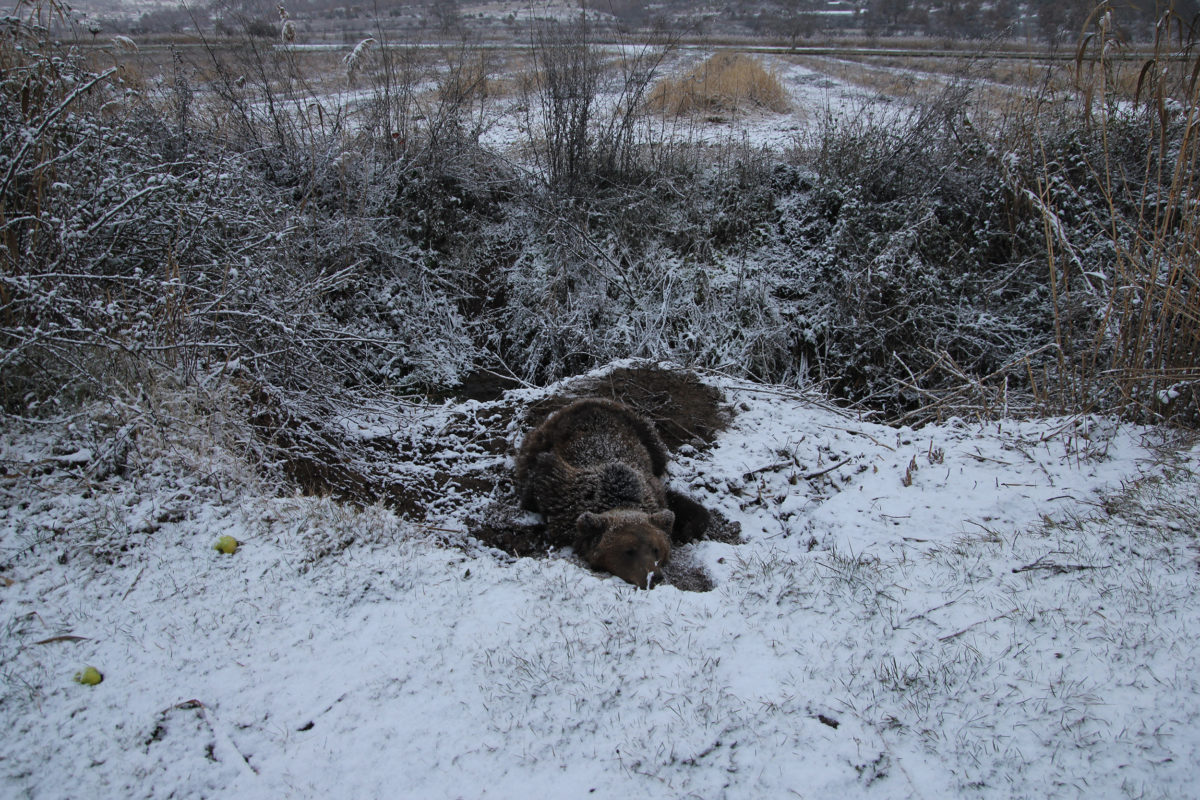 Πρέσπες: Αρκούδα παγιδεύτηκε σε θηλειά για αγριογούρουνα