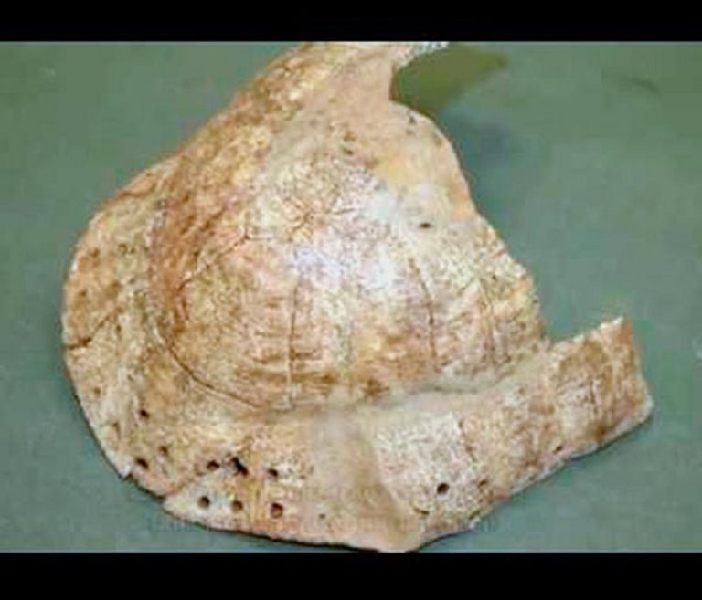 Χελώνιο σε ανασκαφή στη Δυτική Νεκρόπολη Αμβρακίας